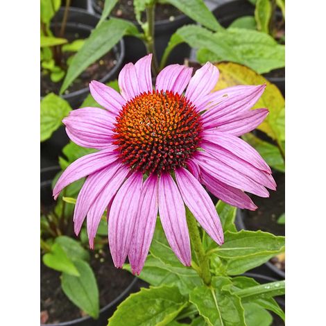 Rudbeckia pourpre 'Pink Parasol' le sachet de 64 graines (0,3g) (1/2)