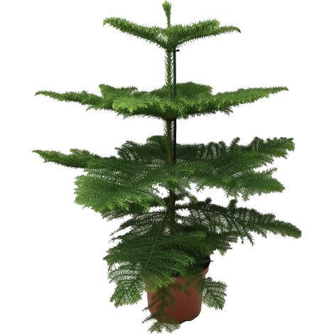 Araucaria Heterophylla Plante d'Intérieur Pin de Norfolk Décorative Ø21 cm Hauteur 70-80 cm - PANGIVO (1/4)