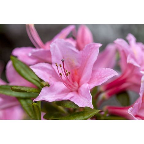 Rhododendron 'Jolie Madame' Rhododendron viscosum 'Jolie Madame' C 5 40- 50 (1/2)
