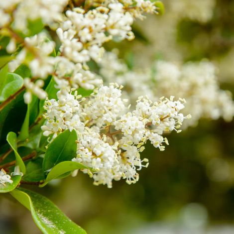 Ligustro a foglie ovali "Ligustrum Ovalifolium" pianta da siepe h 100/120 cm