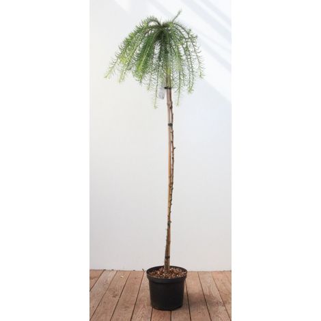 Hänge-Lärche 'Stiff Weeper' Larix kaempferi 'Stiff Weeper' Sta C 10       Krone mehrj.   Sth. 120-