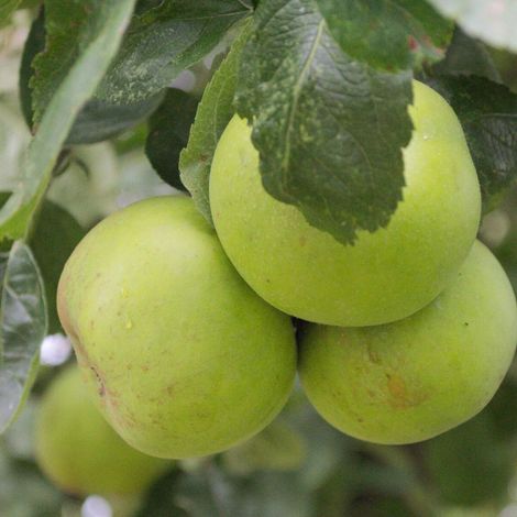 Pommier Reinette du Mans/Pot de 10L - Gobelet 2 ans - 120/150 cm (1/5)