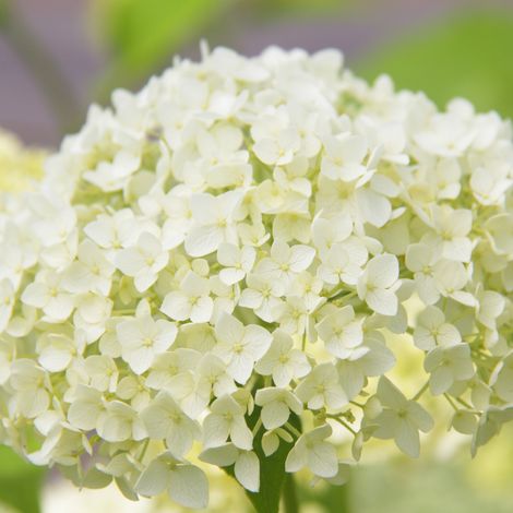 Hortensia arb annabelle - Hydrangea arb annabelle 40/50 cm Pot 3L (1/4)