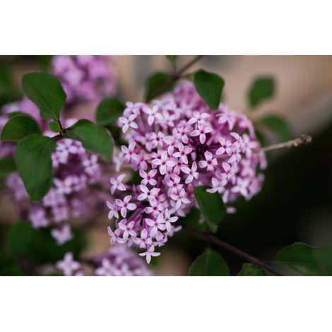 Meyer's Flieder 'Josée' Syringa meyeri 'Josee' 5L Sta Krone 1j. 80-