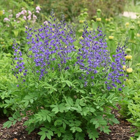 Lupin indigo, Baptisia australis/Lot de 5 godets