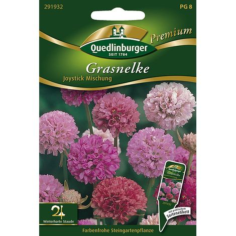Quedlinburger Saatgut – Armérie « Joystick » en mélange – Graines de fleurs, vivace, rouge à blanc, hauteur env. 50 cm