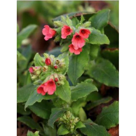 Pulmonaire rouge Godet de 8/9 cm (1/2)