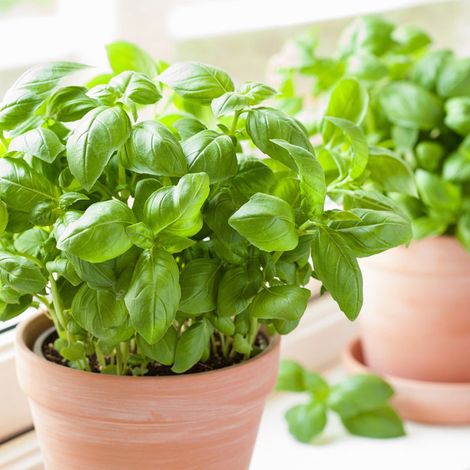 Plant basilic grand vert en pot 1,5L – Exposition lumière naturelle – Arrosage quotidien – Pot carré 11 cm pour intérieur ou jardin