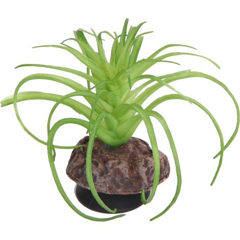 Hobby Terra Succulent 5 - Höhe 8cm (1/2)