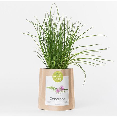 Kit bio prêt à pousser Ciboulette