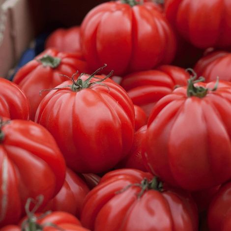 Plant de tomate Costoluto Genovese type Marmande/Godet (1/2)