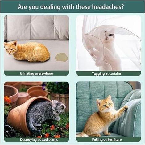 Répulsif pour Chats d'extérieur, dissuasif d'intérieur Empêche Les de marquer Leur Territoire avec Urine Éloigne Chat des pelouses, Cours et Jardins - (1/5)