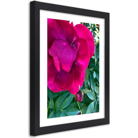 Quadro con cornice, Peonia rosa - 40x60 (1/5)