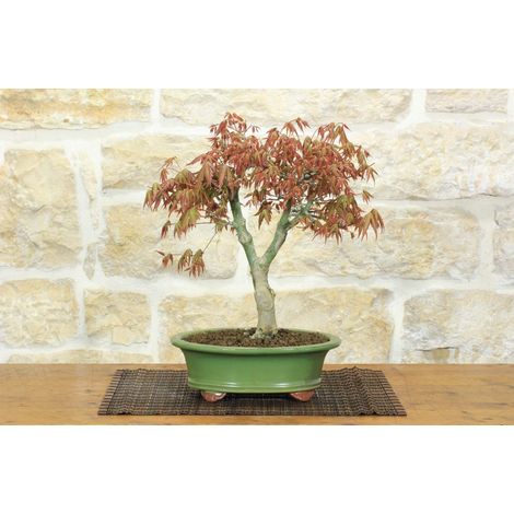 Bonsai di Acero Palmato (62) (1/5)