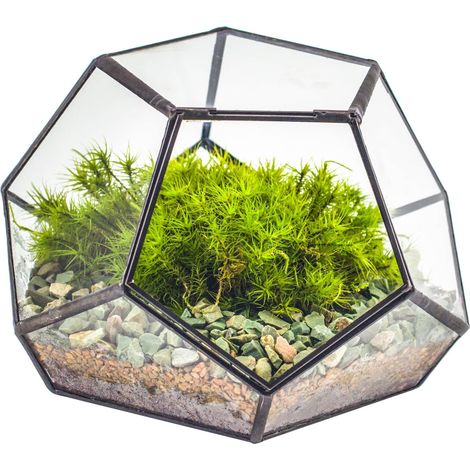 18x18x12 cm Petit Terrarium géométrique en Verre avec Porte, Pot de Fleurs à Fermeture pentagone Noir pour Plantes succulentes, Décoration de Table (Terrarium Uniquement) (1/5)