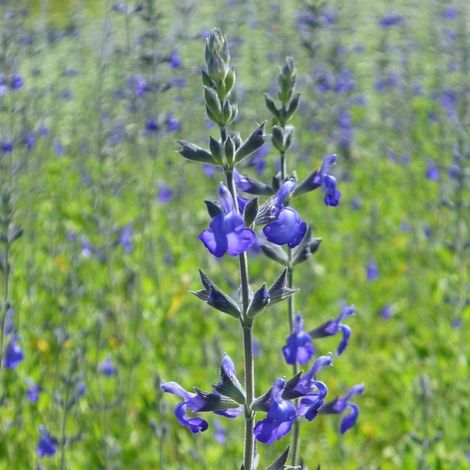 Sauge Blue Note®/Pot de 7,5L - 40/60 cm (1/4)