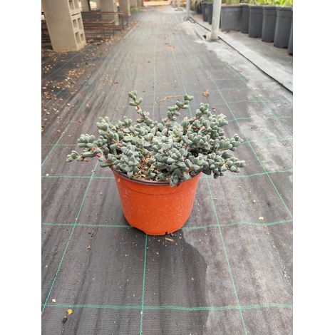 Lapidaria Margaretae Pot 18 cm Succulente Naine Mimétique