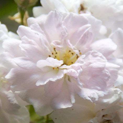 2 x Rosa - Rosier grimpante - Rosa 'Paul's Himalayan Musk'