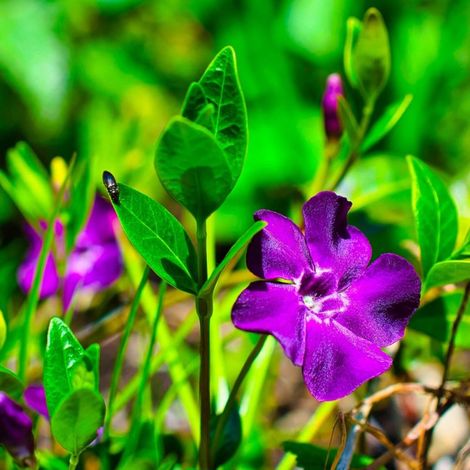 3 Petites Pervenches Pourpres (Vinca Minor Atropurpurea) (1/5)