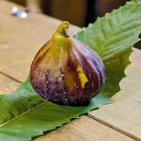 PIANTA DA FRUTTO FICO SAN MANGO in vaso 20 età 2 anni (foto reali)
