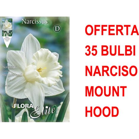 OFFERTA 35 BULBI NARCISO TRUMPET MOUNT HOOD BULBS