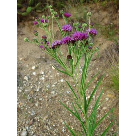 Vernonia crinita - Vernone Godet de 8/9 cm (1/2)