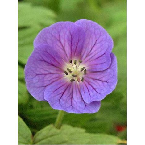 Géranium vivace de l'Himalaya Godet de 8/9 cm (1/3)