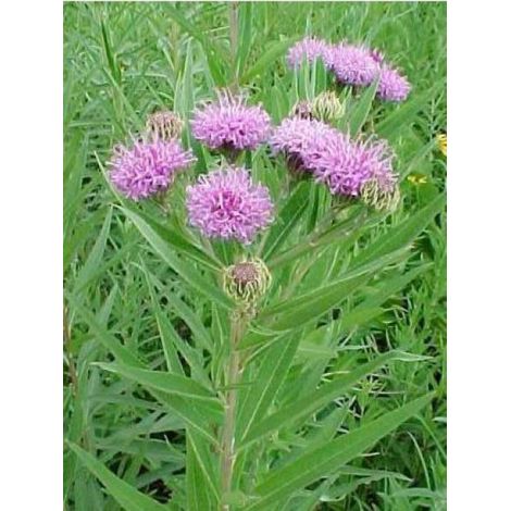 Vernonia noveboracensis Godet de 8/9 cm (1/2)