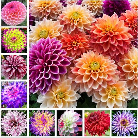 Graines de Fleurs Dahlia - 222 Graines pour Plantes Ornementales et Jardin Extérieur (1/5)