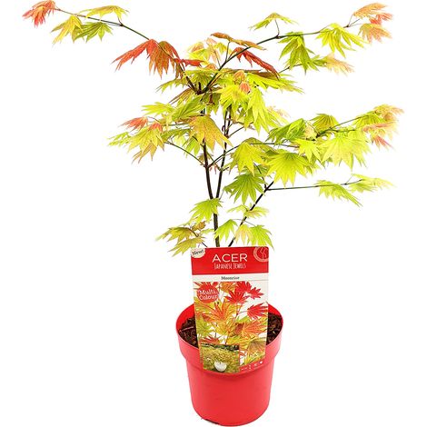 Bloomique - Acer Shirasawanum 'Moonrise' - Érable du Japon - Plantes de jardin - Résistant au gel - Hauteur 50-70 cm - Pot 19 cm