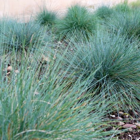 Fétuque d'améthyste - Festuca amethystina godet 9cm (1/2)