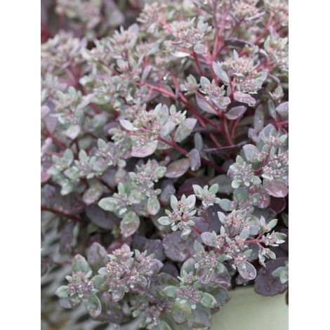 Orpin 'Sunsparkler Dazzleberry' Pot de 2L/3L (1/2)