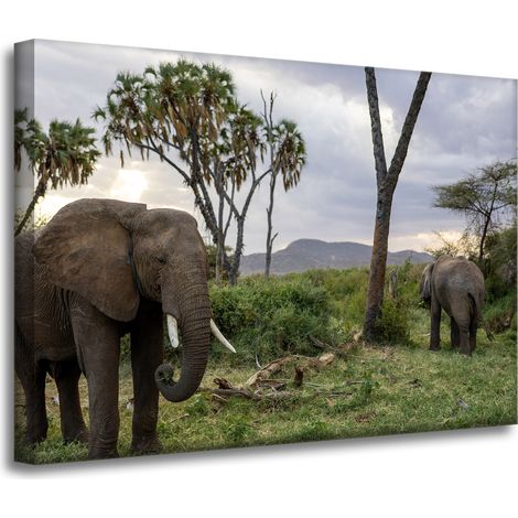 Leinwanddruck Tiere Elefanten Savanne 70x50 cm