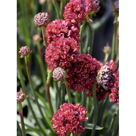 Gazon d'Espagne 'Ballerina Red' (1/3)