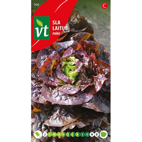 Laitue Maiko - Ca. 0,3 gr (Livraison Gratuite) (1/2)