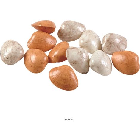 Petits coquillages assortis en lot de 12 en Plastique soufflé D 60 mm