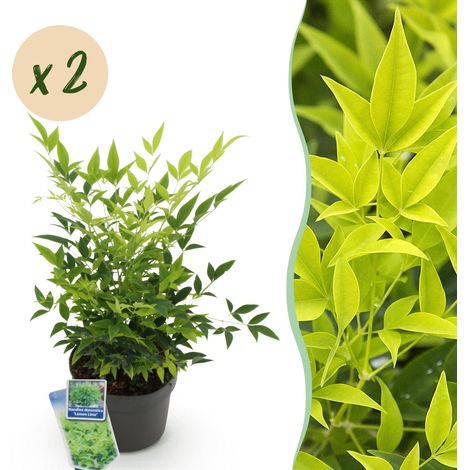 Nandina domestica Lemon & Lime Lot de 2 Arbustes Persistants Jaune Pot 17cm Hauteur 45cm - PANGIVO (1/5)