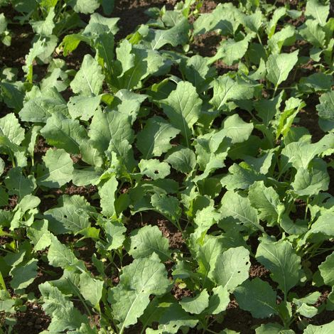 Futterraps 25 kg Sommer Eiweißfutter Ertragreich Bodenauflockernd Anti-Unkraut