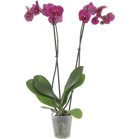 Orchidea Phalaenopsis Fucsia - Piante Fiorite Vere da Interno - H 60-70 cm Vaso Ø 12 cm (1/4)