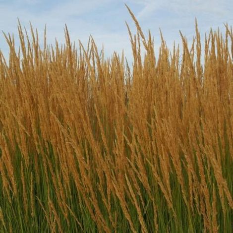 Calamagrostis acutiflora/Godet - 5/20 cm