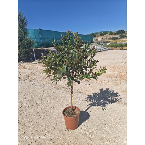 PHOTINIA FRASERI LITTLE RED ROBIN ALB./TREE 24 1/4 FUSTO