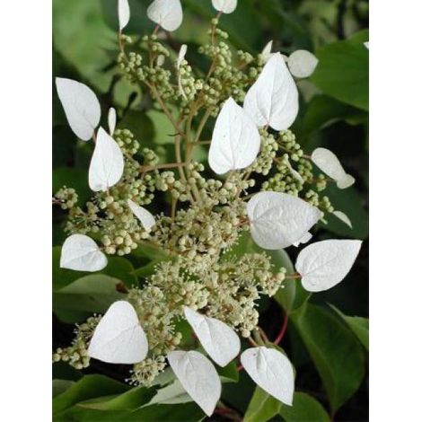 Schizophragma hydrangeoïdes Pot de 2L/3L (1/2)
