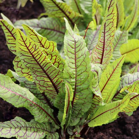 Plant Oseille sanguine pot 1L (1/2)