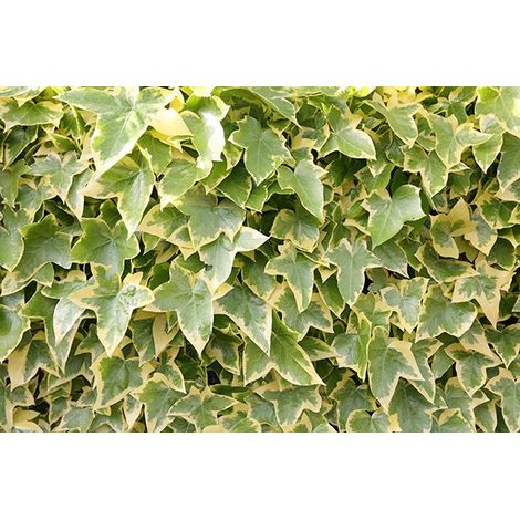 1 PIANTA DI EDERA HELIX VARIEGATA VASO 14CM hedera rampicanti muro pergola