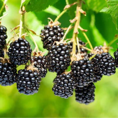 Mûrier Nessy' - Rubus fruticosus Nessy' 120cm (1/2)