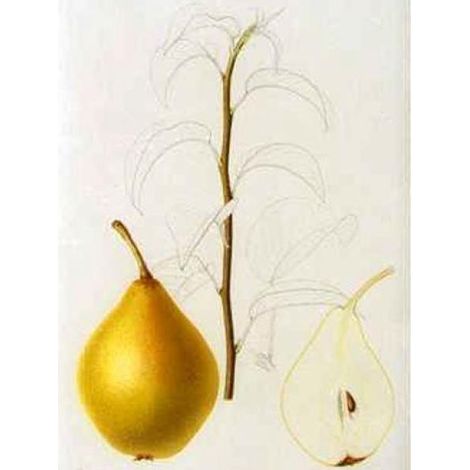 Poirier 'Charneux' Pot de 7,5L/10L, Demi-Tige (1/3)