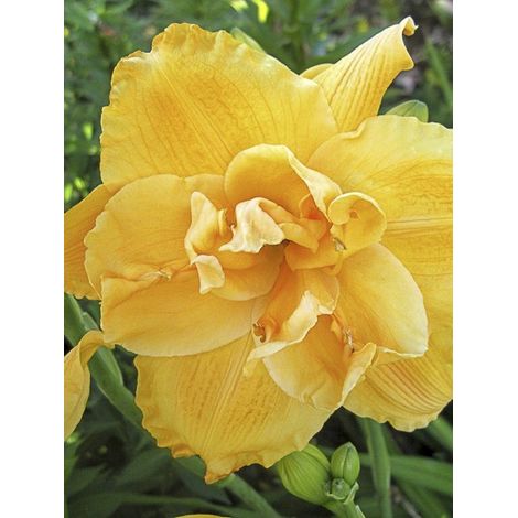 Lis d'un jour, Hémérocalle 'Patricia Jojo' Godet de 8/9 cm (1/2)