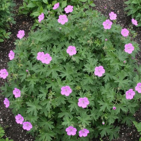 Géranium vivace Inverness/Lot de 3 godets