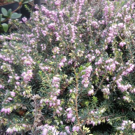 Erica darleyensis Darley Dale - Bruyère d'hiver Pot de 2L/3L (1/4)
