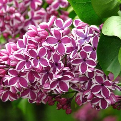 Lilas commun  - Syringa vulgaris 'Sensation'  - 40-60 cm pot
